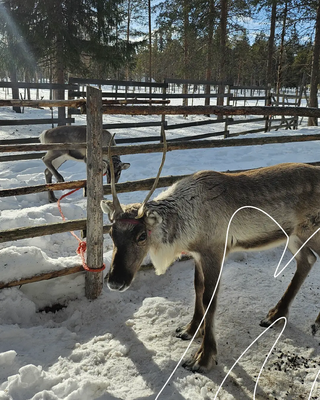 Mico_Dell_Lapland_Web_Carousel_1080x1350p_06 Mico_Dell_Lapland_Web_Carousel_1080x1350p_06